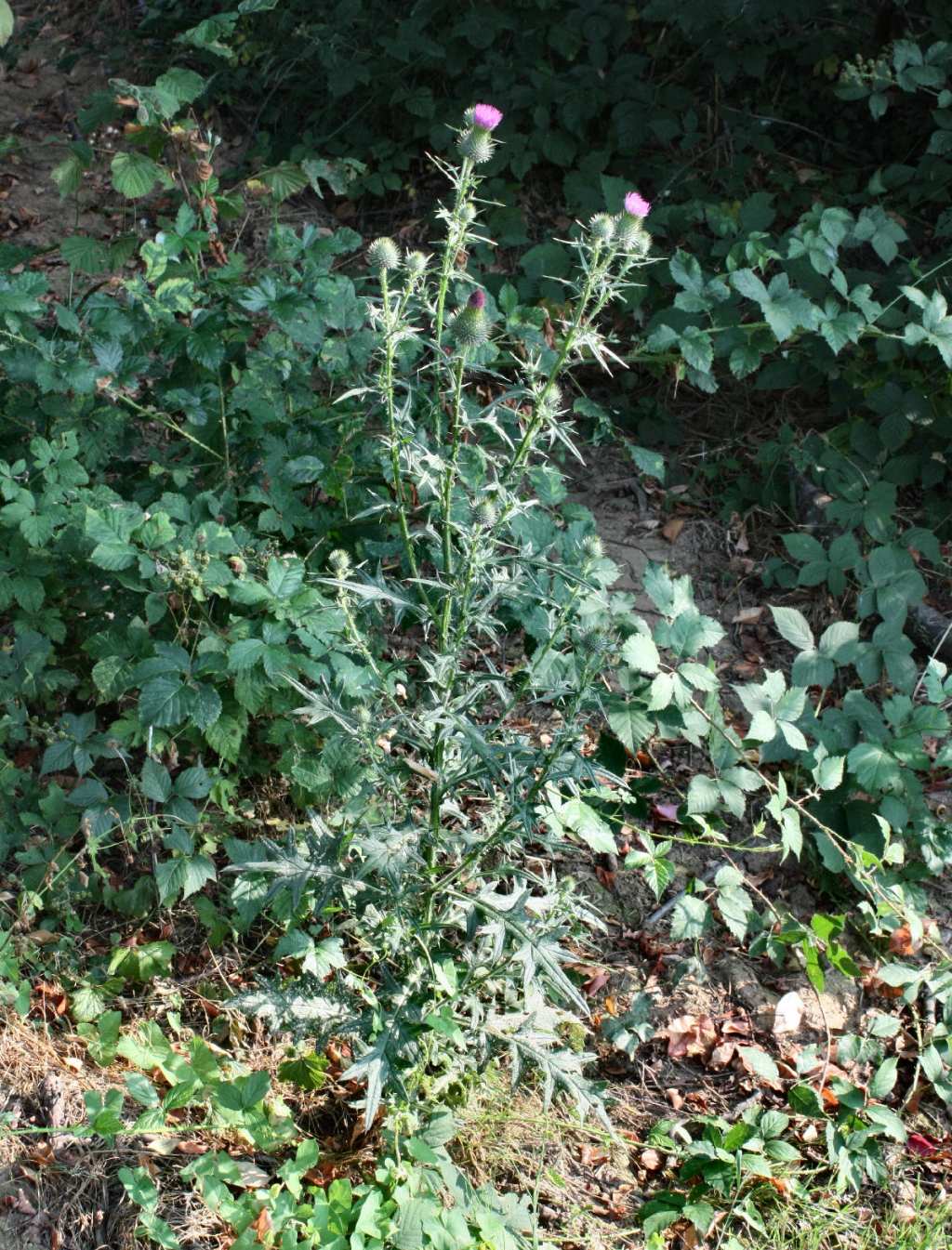 Cirsium vulgare